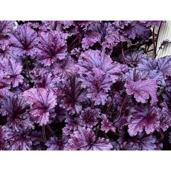 ŻURAWKA OGRODOWA fioletowa c1,5